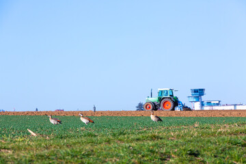 egyptian goose and tractor on a field