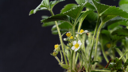 Strawberry in bloom, on black background, close-up