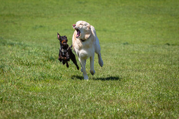 playful dogs on a green meadow