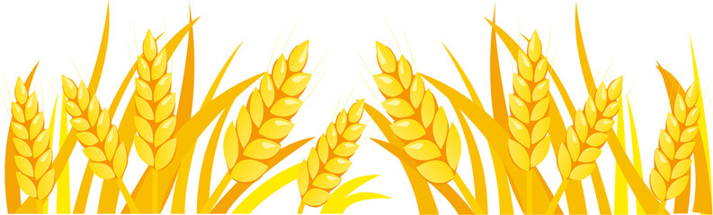 golden wheat field . golden wheat spikes