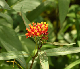 flower petals in full bloom