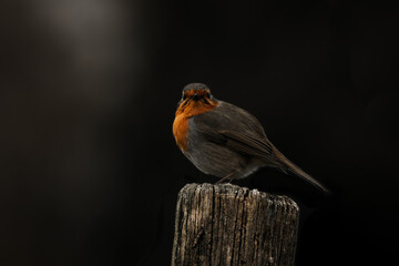 Curious Robin spotted me