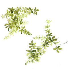 Flowers watercolor illustration.Manual composition.Big Set watercolor elements，Design for textile, wallpapers，Element for design,Greeting card