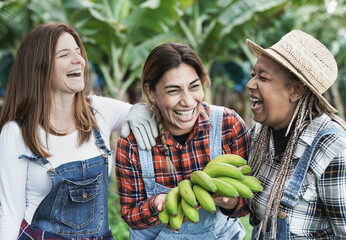 Multiracial senior women with a bunch of green bananas - Farmer people having fun working at banana...