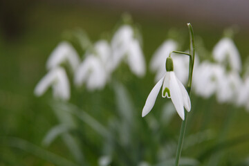 snowdrops in spring