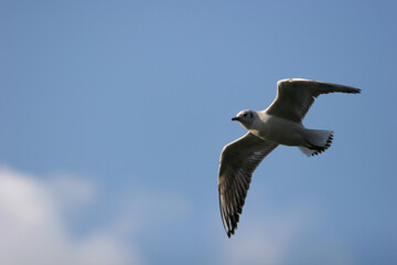 young seagull in flight