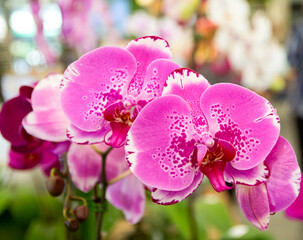 pink Phalaenopsis or Moth dendrobium Orchid flower in winter or spring day tropical garden Floral...