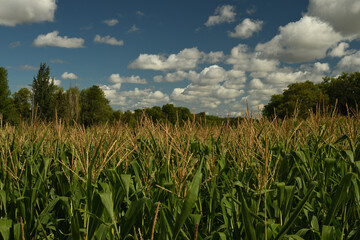 field of corn with a pine tree forest in the background