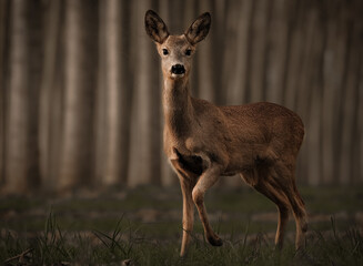 The pose and the light