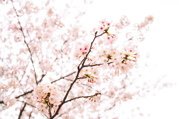 背景用テクスチャーの桜