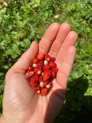 raspberries in hand