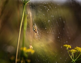 spider on web