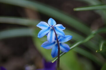 blue star bloom in the garden
