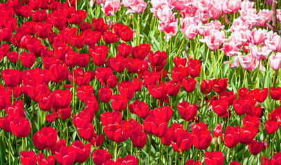 Red and pink tulip fields with bright blue sky