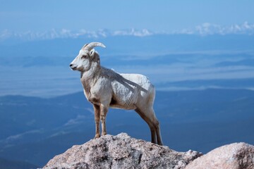 bighorn ewe poses on a rock with snowy peaks in the background