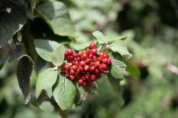 Kalina gordovina (Viburnum lantana) - ripe red berries on a tree against a background of green leaves.