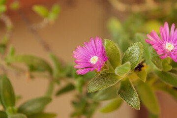 A close up of delosperma cooperi plant