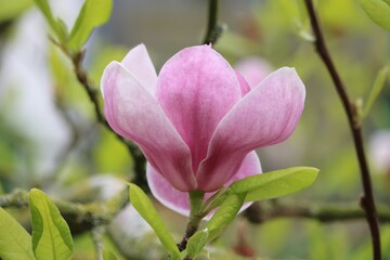 Magnolia