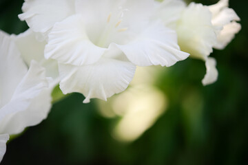 Fototapeta premium Gladiolus, white gladioli are blooming in the garden. Close-up of gladiolus flowers. Bright flowers of gladiolus in summer. Large flowers and buds on a green background.