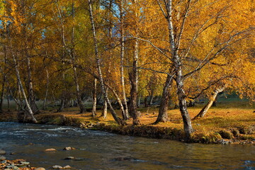 Russia. South Of Western Siberia. Mountain Altai. Golden birch grove in the valley of the Bolshoy Ilgumen river near the village of Kupchegen.