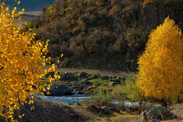 Russia. South Of Western Siberia. Mountain Altai. Golden birch grove in the valley of the Bolshoy Ilgumen river near the village of Kupchegen.