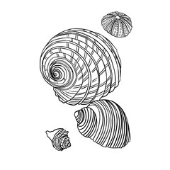 seashells on white background black lines