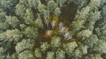 Beautiful autumn forest from above. Aerial view