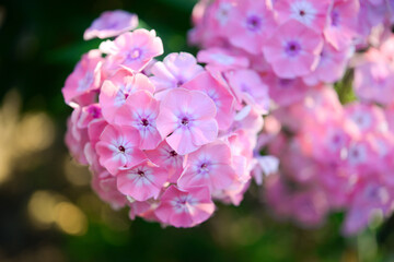Garden phlox (Phlox paniculata), vivid summer flowers. Blooming branches of pink phlox in the garden on a sunny day. Soft blurred selective focus.