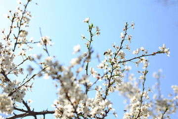Flowering cherry against a blue sky. Cherry blossoms. Spring background.