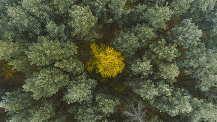 Beautiful autumn forest from above. Aerial view