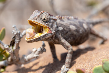 An attentive, hungry chameleon in the Namib Desert near Swakopmund, Namibia, Africa.
