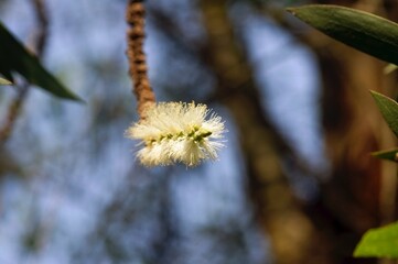 Melaleuca cajuputi flower, commonly known as cajuput, selected focus