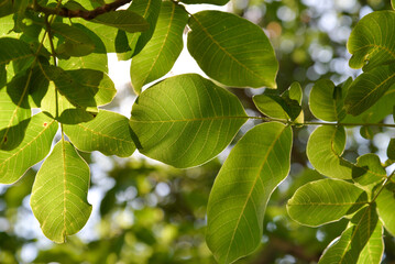Obraz premium walnut tree, green leaves against the sky. Floral green background.