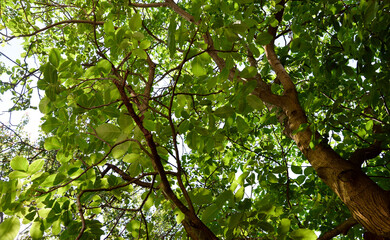 walnut tree, green leaves against the sky. Floral green background.
