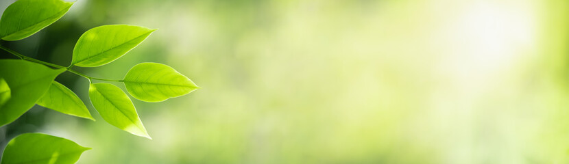 Nature of green leaf in garden at summer. Natural green leaves plants using as spring background cover page greenery environment ecology wallpaper