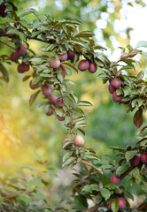 Ripe red plums in summer on a plum tree in the garden on a sunny day.
