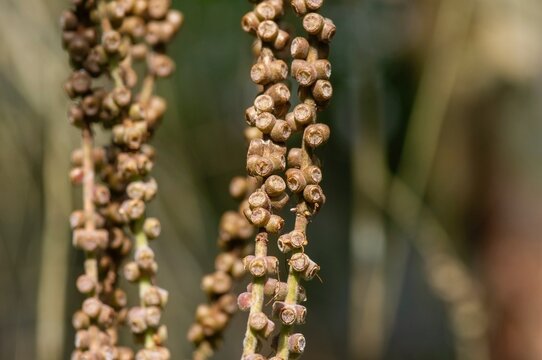 Melaleuca cajuputi seeds, commonly known as cajuput, selected focus