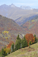 Naklejka premium Golden autumn in the Caucasus mountains