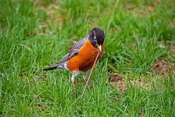 Feeding Time