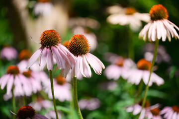 Blooming purple coneflower. Echinacea purpurea 
 , eastern purple coneflower or hedgehog coneflower
