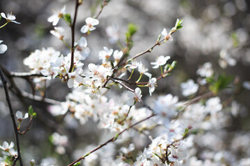 Flowering cherry against a blue sky. Cherry blossoms. Spring background.