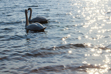 swans swim on the lake. glare from the sun