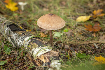 Macrolepiota procera, edible mushroom in the forest. Macrolepiota procera, also named the parasol mushroom. Very tasty and healthy. Edible mushroom.