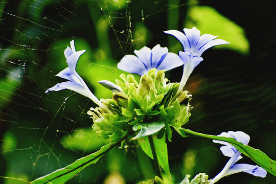 Closeup of blue Barleria strigosa with spider web