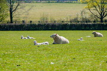 Young lambs on the Southdown Way, Cocking, West Sussex © Justin Owen