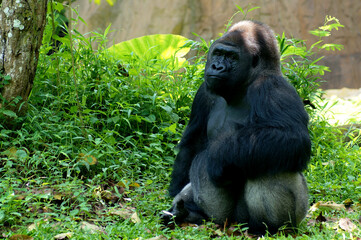 The gorilla is relaxing under the shade of the trees