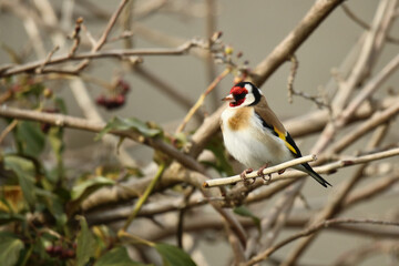 Stieglitz Carduelis carduelis auf einem Zweig