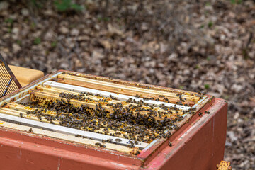 Nahaufnahme von vielen Honigbienen in ihrer Bienenbox