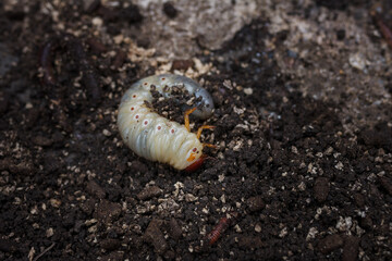 Mountain pine or bark beetle larva, close up. Parasite destroying trees and furniture.
