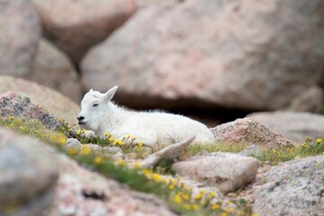 sleepy mountain goat kid